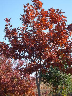 欧洲红橡（红栎）树